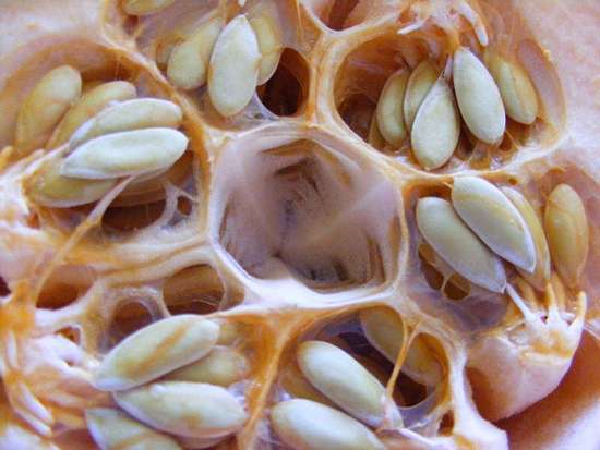 Фото трпипофобии – семена мускатной дыни