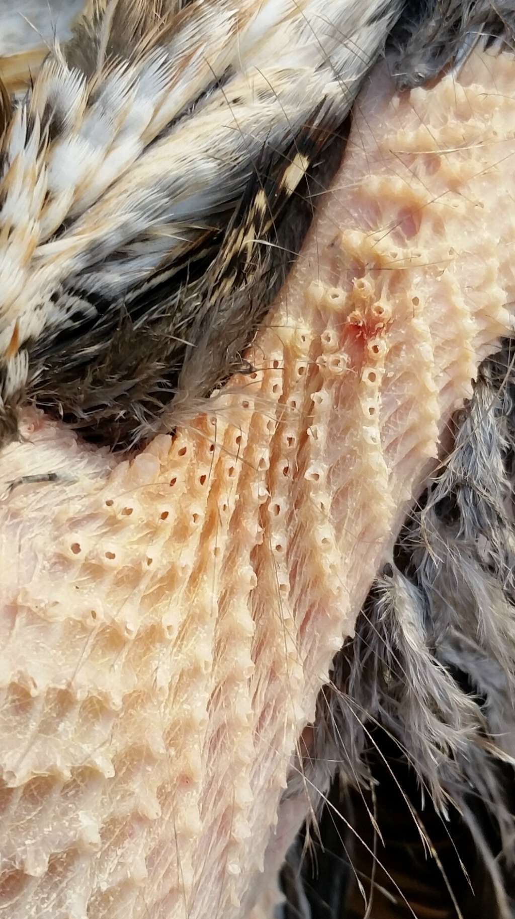 Фото трпипофобии – ощипаная шея фазана