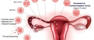 Процесс прикрепления эмбриона к матке