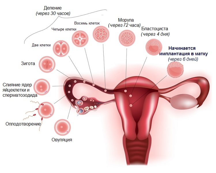 Процесс прикрепления эмбриона к матке