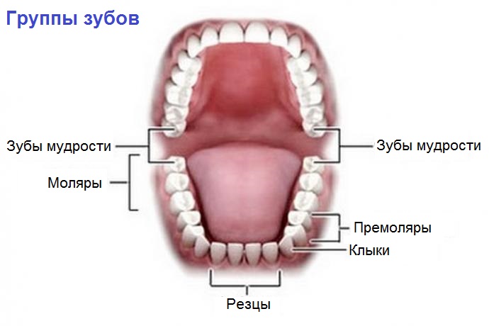 Группы зубов