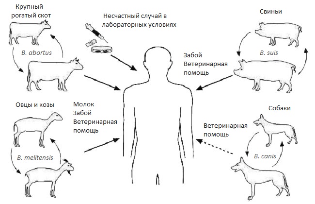 Бруцеллез у человека фото